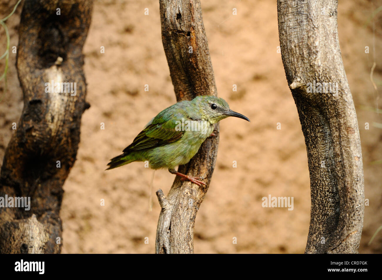 Weibliche rotbeinige Kleidervogel (Cyanerpes Cyaneus) hocken auf Ast Stockfoto