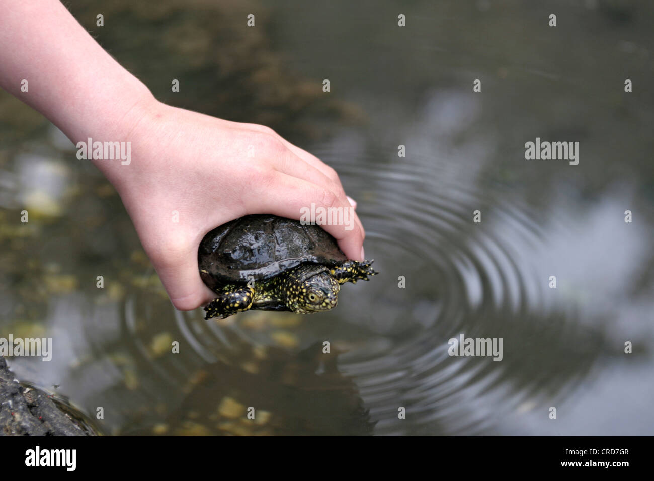 Europäische Sumpfschildkröte, Europäische Sumpfschildkröte