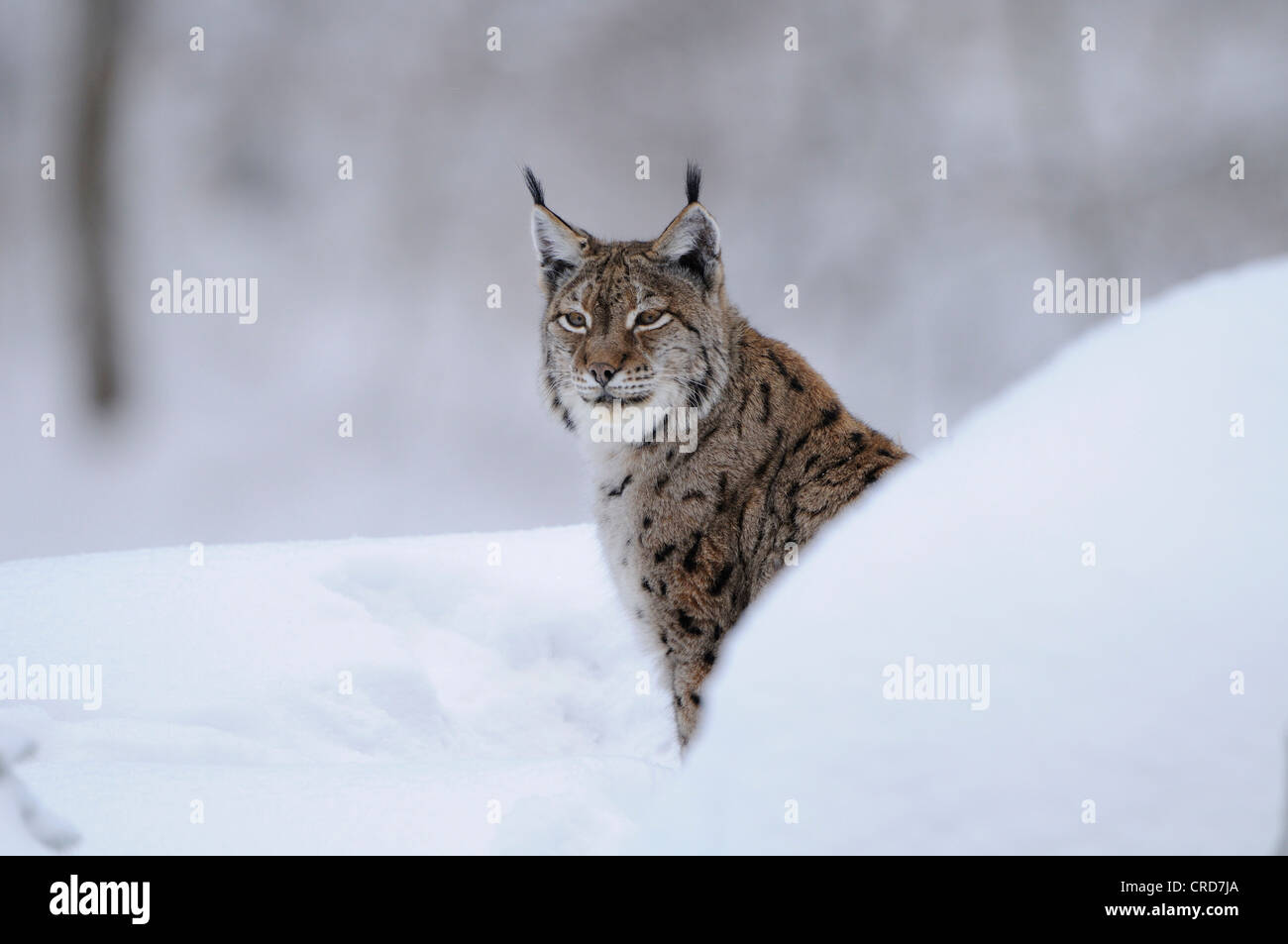 Eurasischer Luchs (Lynx Lynx) im Schnee Stockfoto