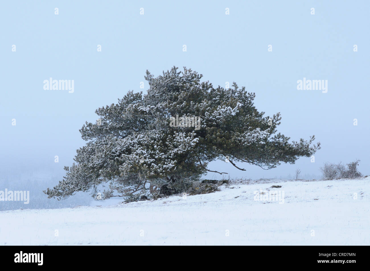 Kiefer (Pinus Sylvestris) in Winterlandschaft Stockfoto