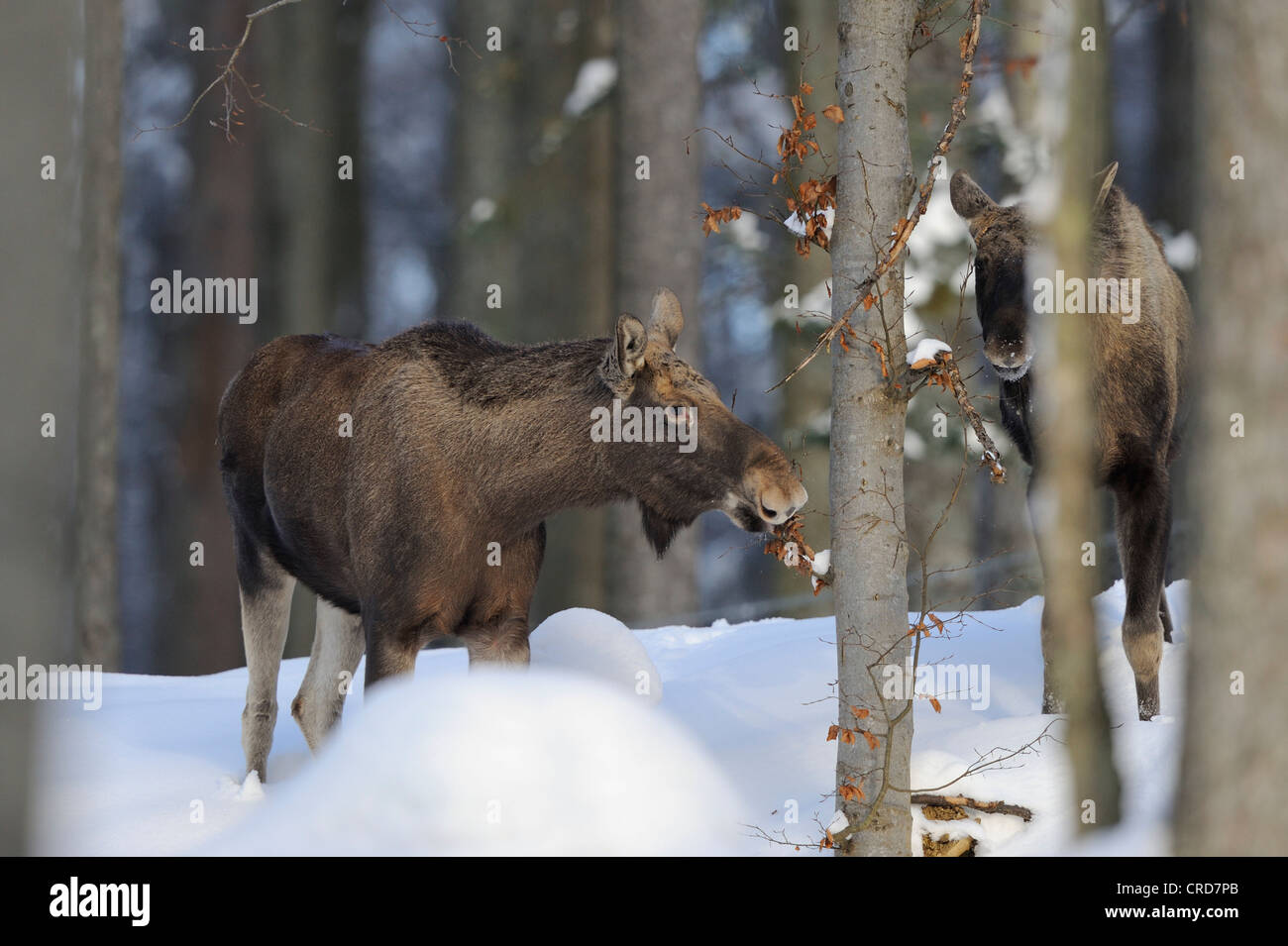 Zwei Elche (Alces Alces) in Wald im winter Stockfoto