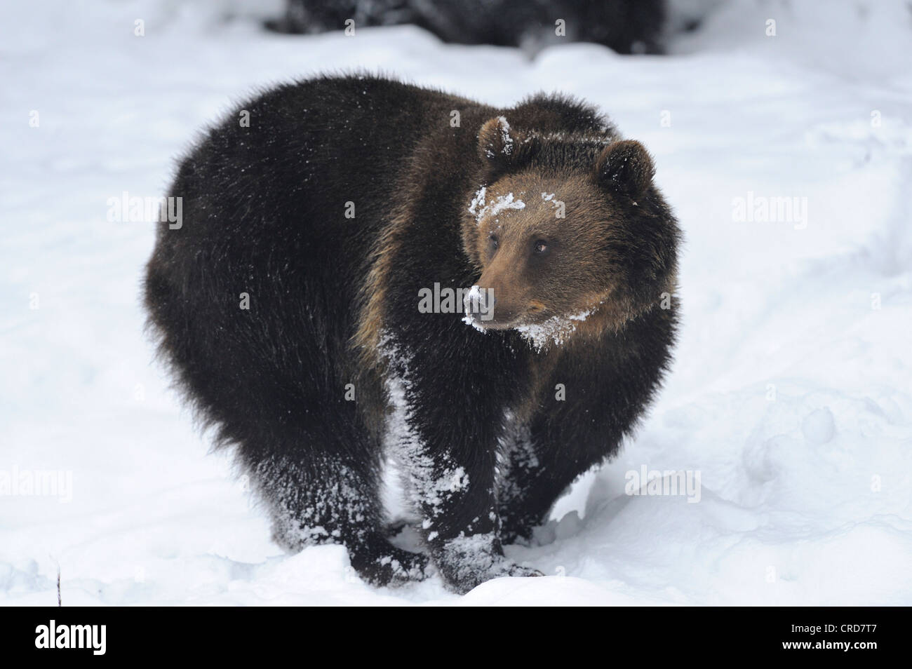 Europäischer Braunbär (Ursus Arctos Arctos) im Schnee Stockfoto