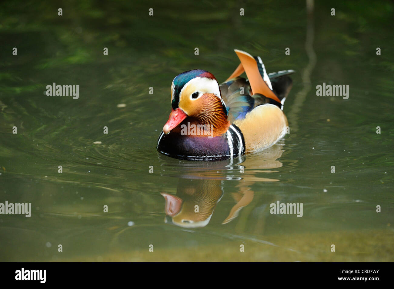 Männliche Mandarinente (Aix Galericulata) schwimmen auf dem Wasser Stockfoto