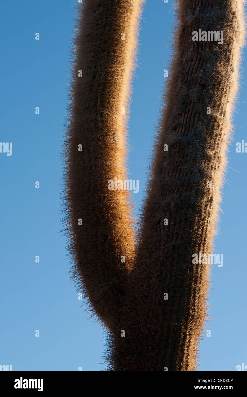 Kaktus Incahuasi Island, Salar de Uyuni Stockfoto