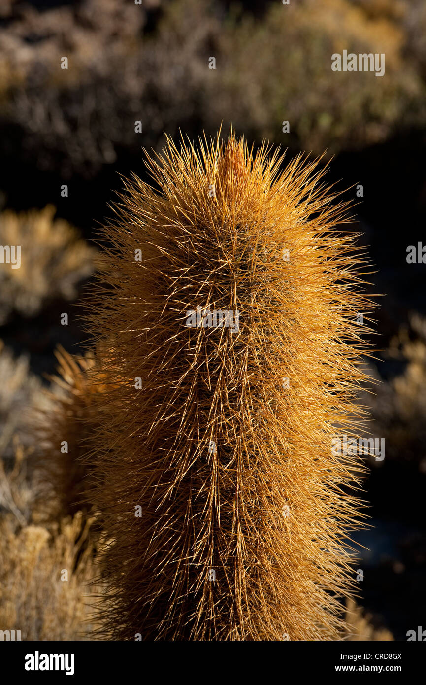 Kaktus Incahuasi Island, Salar de Uyuni Stockfoto