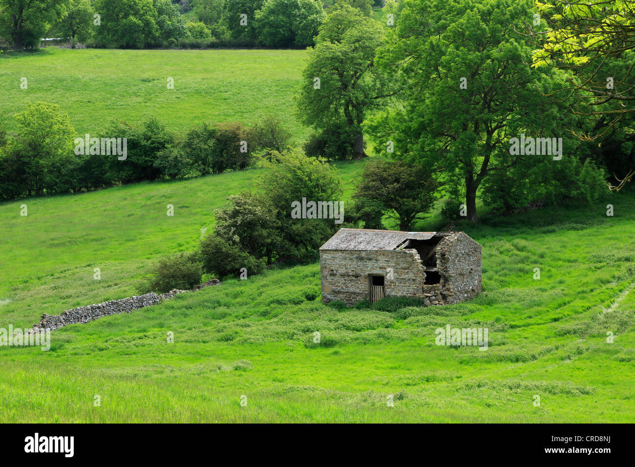 Verfallene Scheune in Bishopdale, Yorkshire Dales National Park. Stockfoto