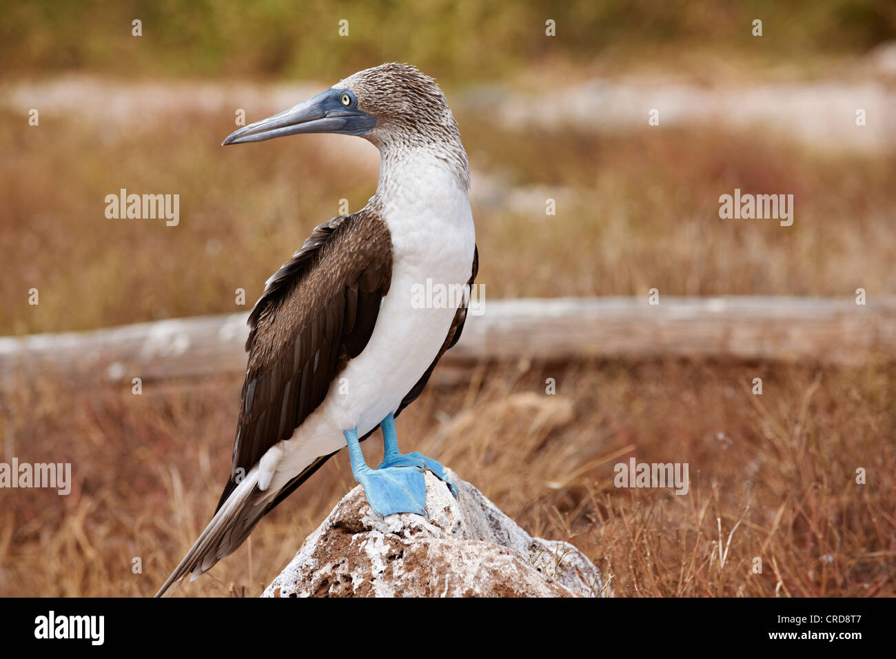 Blau-footed Sprengfallen (Sula Nebouxii) auf einem Stein, North Seymour Island, Galapagos-Inseln Stockfoto