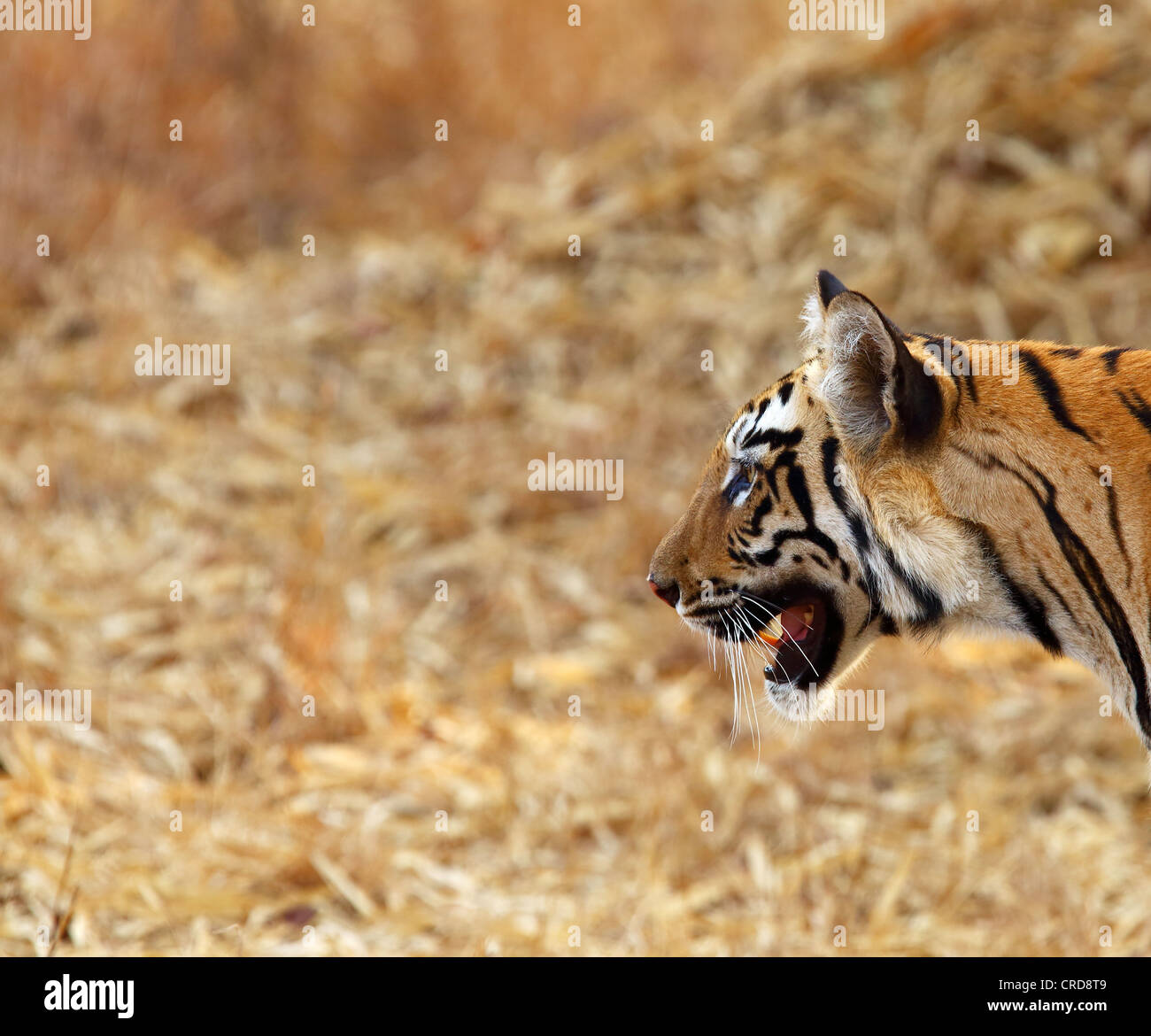 Junge Bengal Tiger stecken den Kopf heraus - Ideal für die Einstellung als PC-desktop-Hintergrund. Stockfoto