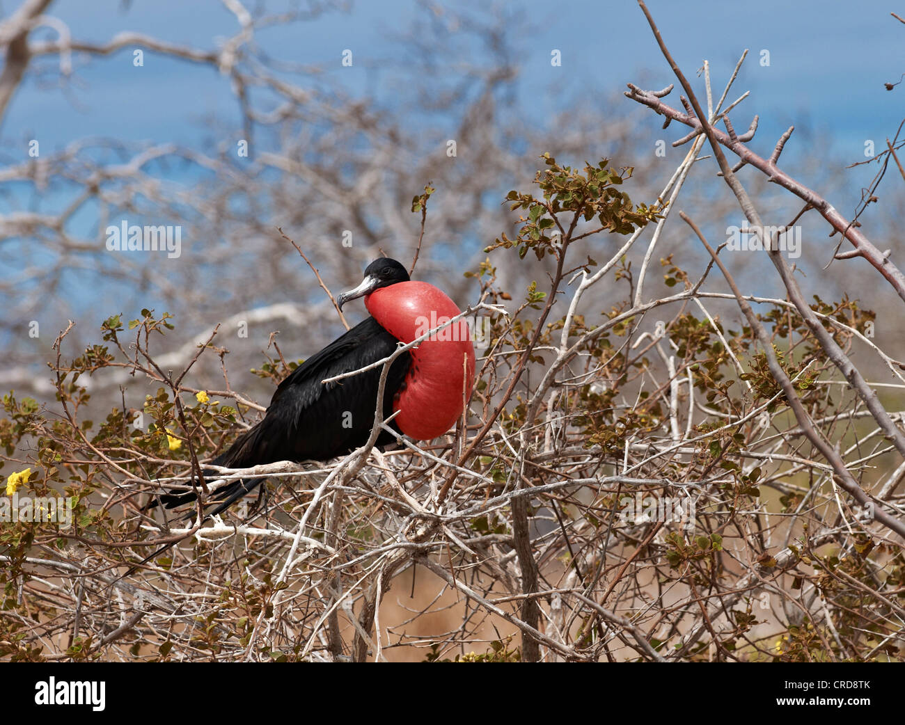 Männlichen Fregattvogels (Fregatidae) in einem Busch, North Seymour Island, Galapagos-Inseln Stockfoto