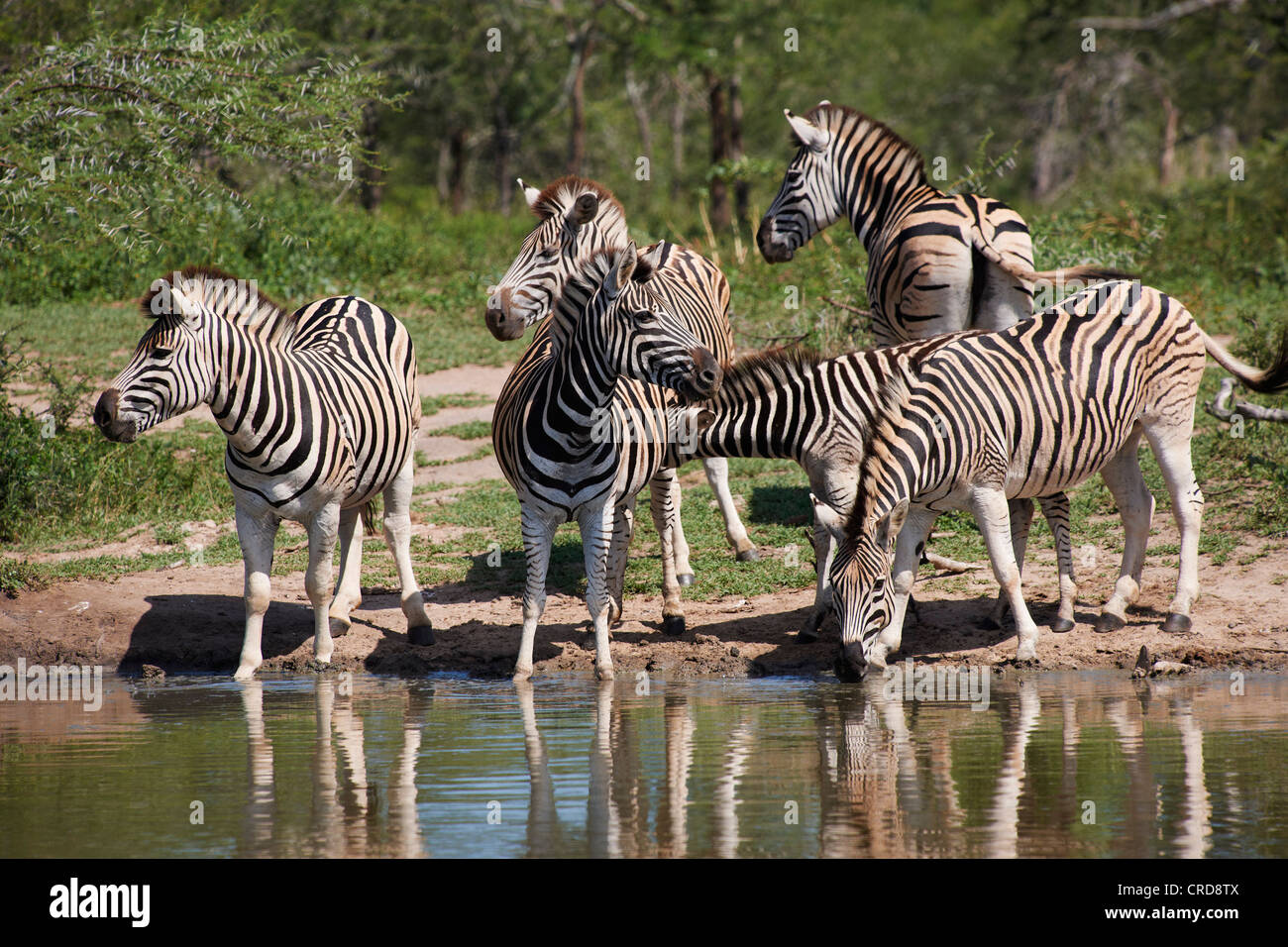 Herde Zebras am Wasserloch, Hluhluwe-Umfolozi Game Reserve, Südafrika Stockfoto