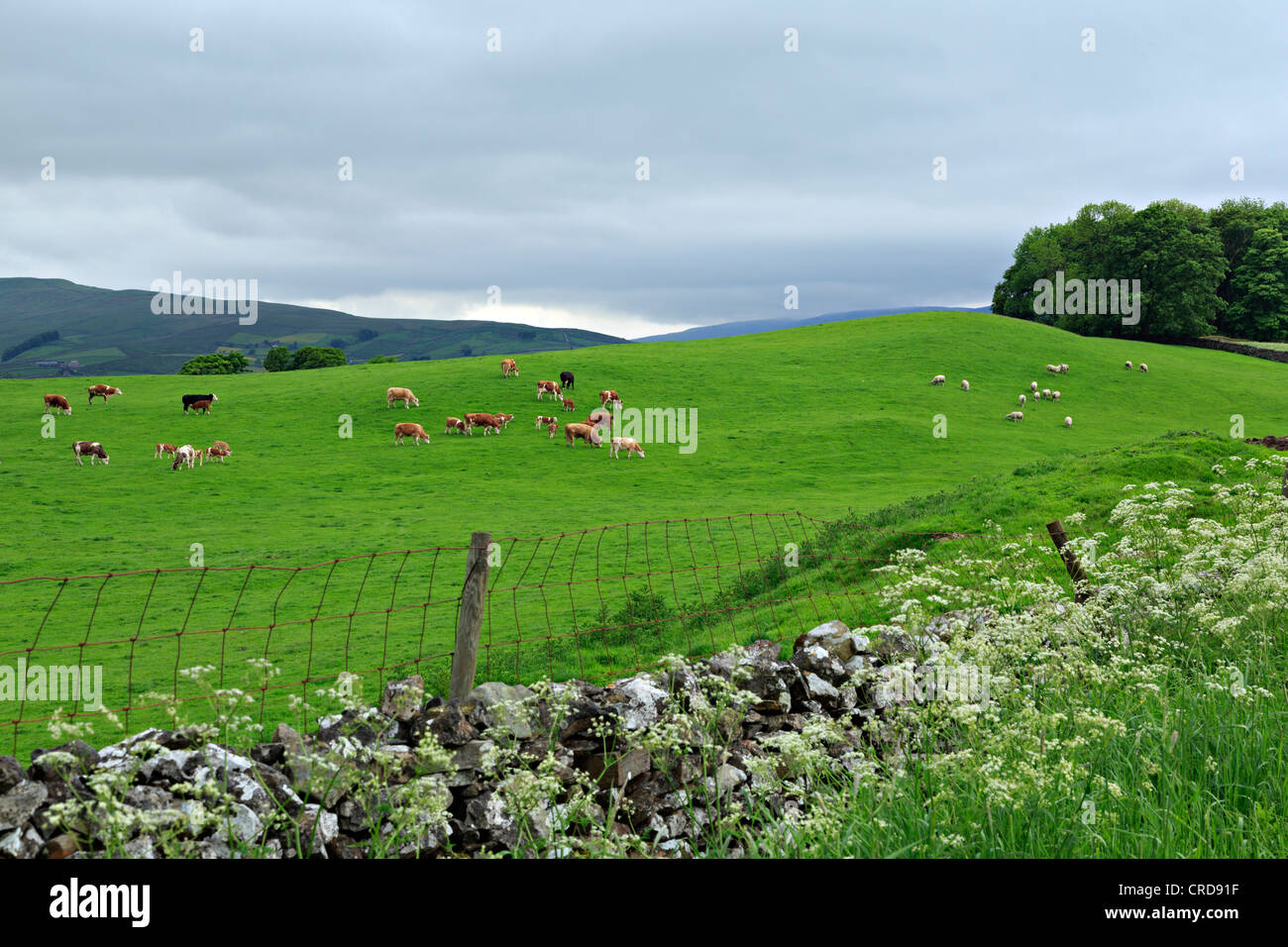 Rinder und Schafe grasen auf einer Weide in Wensleydale, Yorkshire Stockfoto