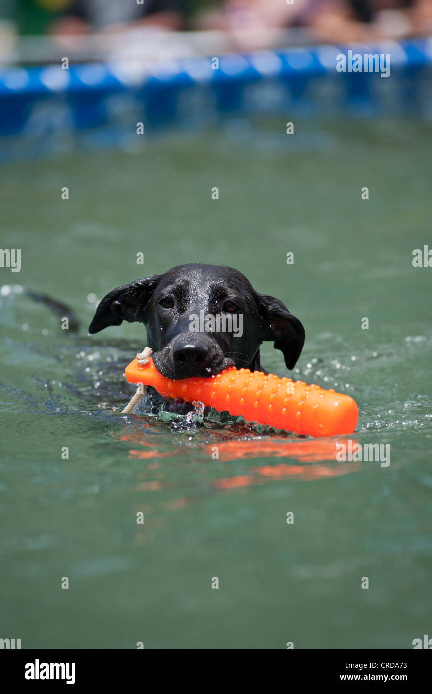 nasse schwarze Labrador Retriever Schwimmen mit orange Kauspielzeug Stockfoto