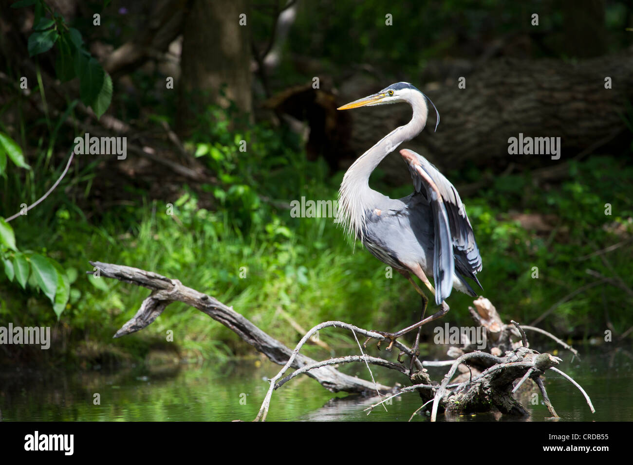 Ein Great Blue Heron stehen auf Zweigen und dehnen ihre Flügel. Stockfoto