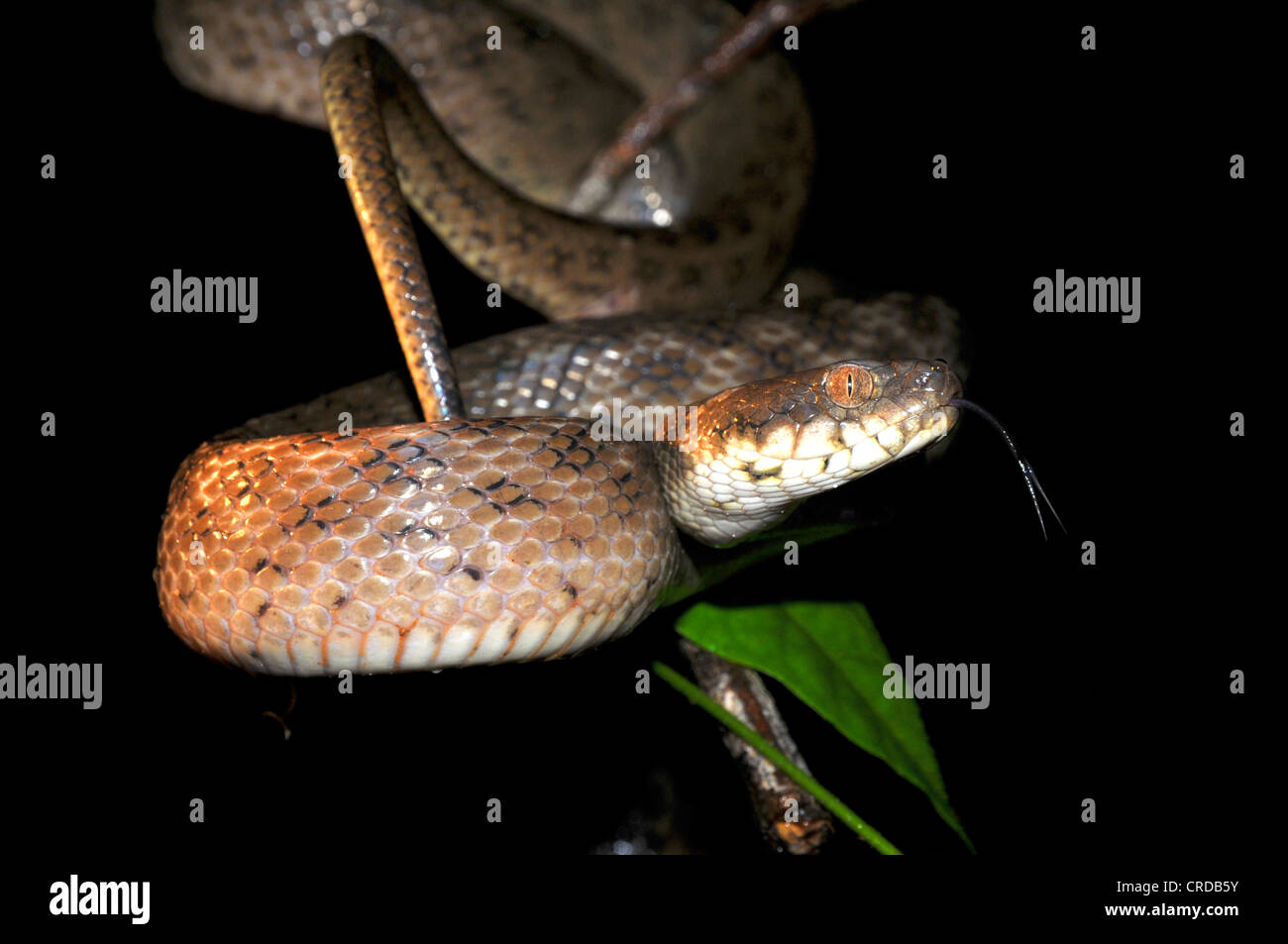 Madagassische Cat-eyed Snake (Madagascarophis Colubrinus), nachtaktive Schlange Masoala Nationalpark, Madagaskar, Afrika, Indischer Ozean Stockfoto
