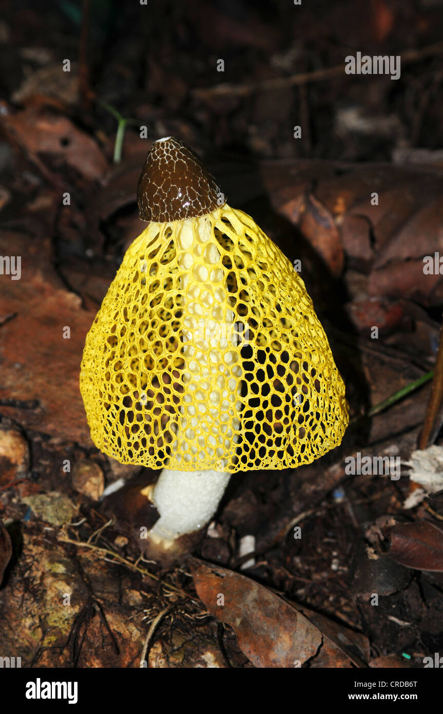 Pilz, unbestimmte Arten, Masoala Regenwald, Nordost-Madagaskar, Afrika, Indischer Ozean Stockfoto
