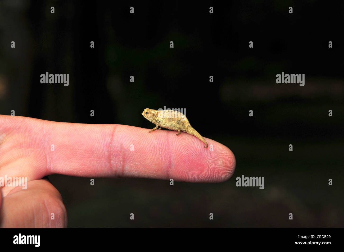 Pygmäen Chamäleon oder Zwerg Chamäleon (Brookesia Antakarana), zum Größenvergleich thront auf einem finger Stockfoto