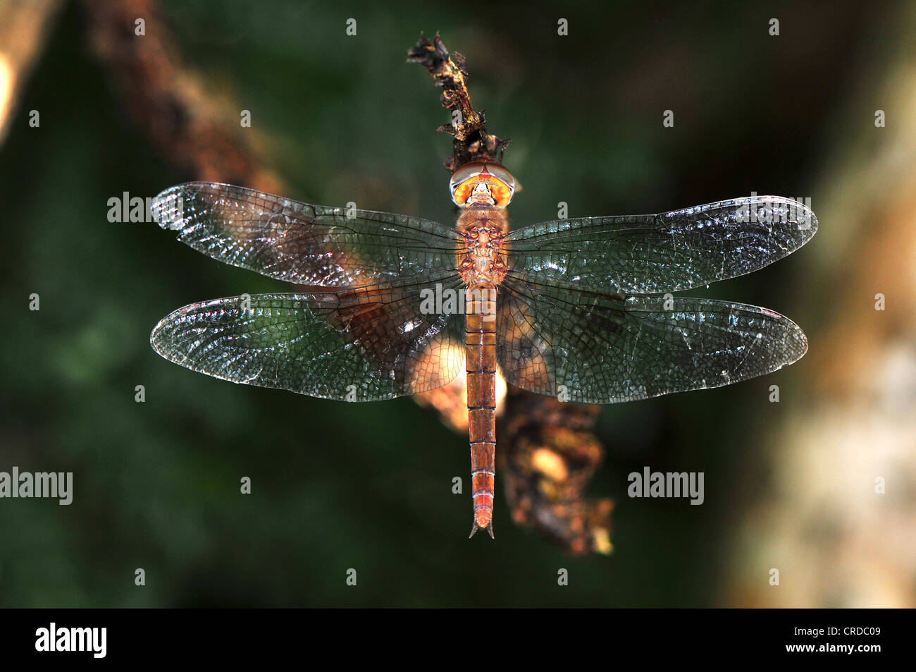Unbestimmte Libelle, Madagaskar, Afrika, Indischer Ozean Stockfoto