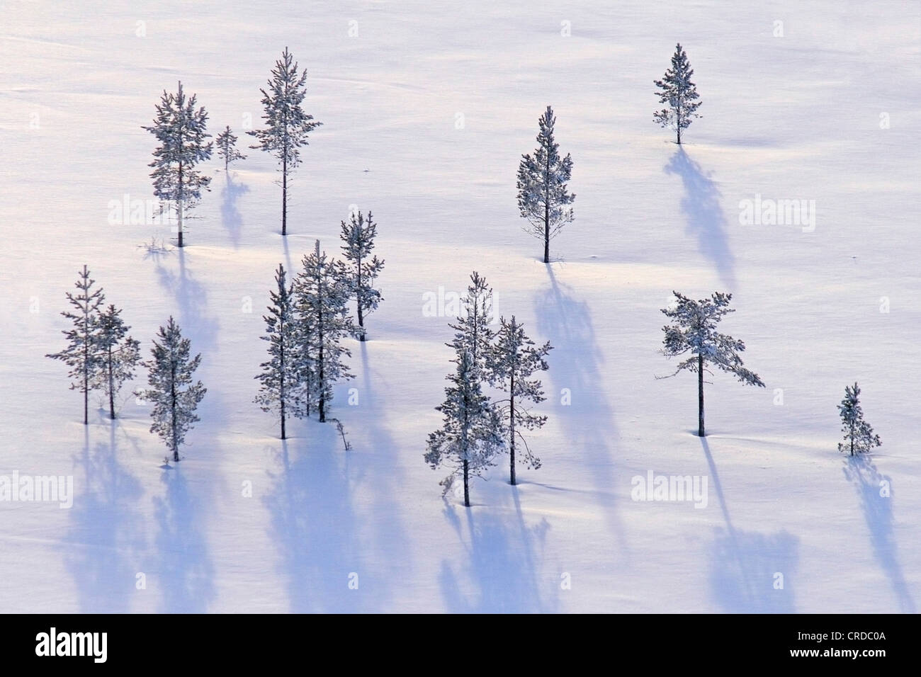 Aus der Luft fotografiert. Winter Bäume, Finnland, Lappland, Kittilä Stockfoto