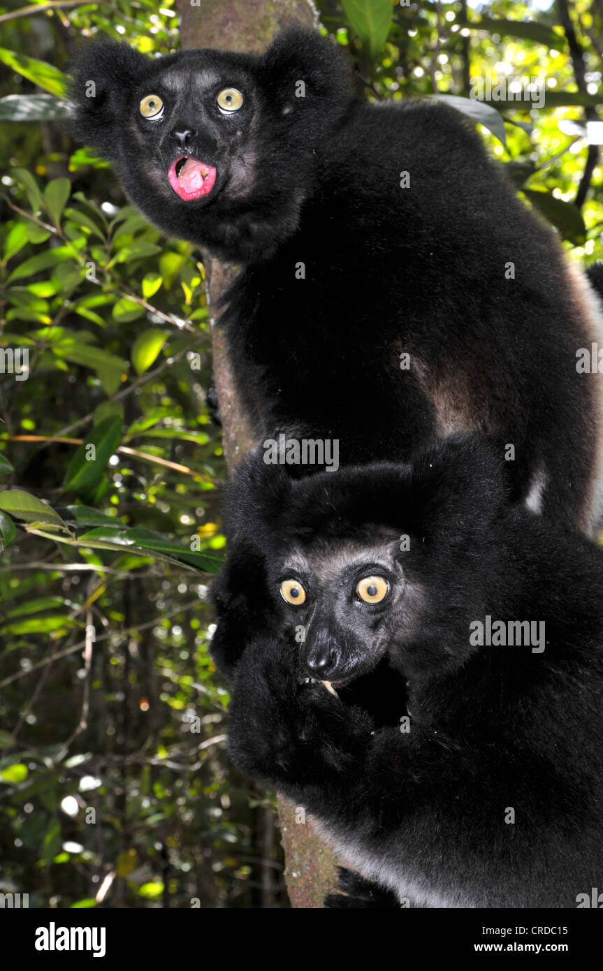 Zwei Indri (Indri Indri) ruft in der früh in den Regenwäldern von Andasibe im östlichen Hochland von Madagaskar, Afrika Stockfoto