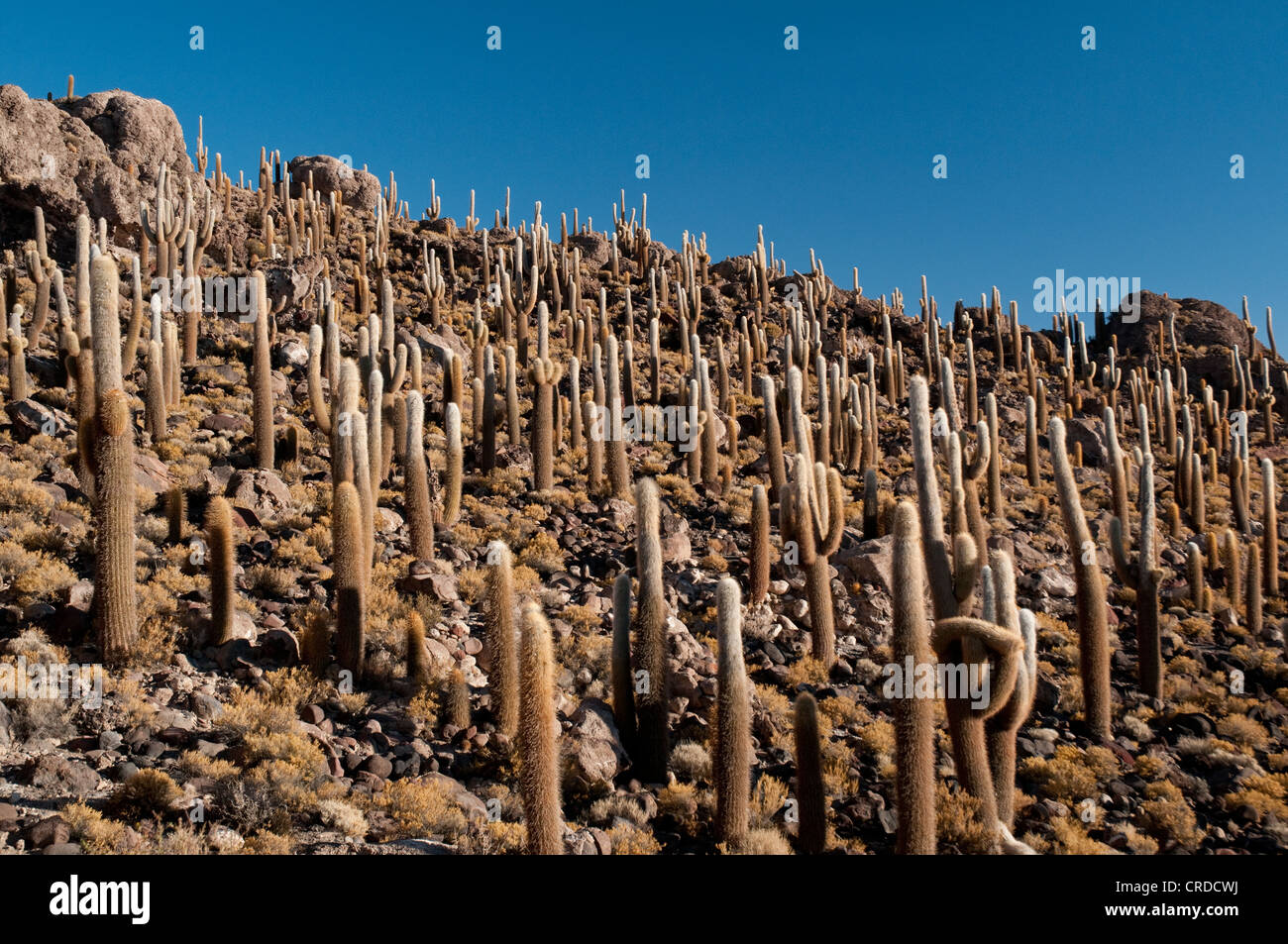 Kaktus in Isla Pescado, im Zentrum der Salzwüste des Salar de Uyuni Stockfoto