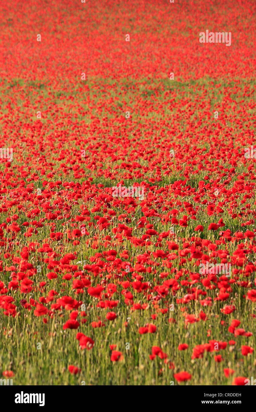 Mohnfeld bei Blackstone, ein Worcestershire Wildlife Trust verwaltet Bereich, Bewdley, Worcestershire, England, Europa Stockfoto