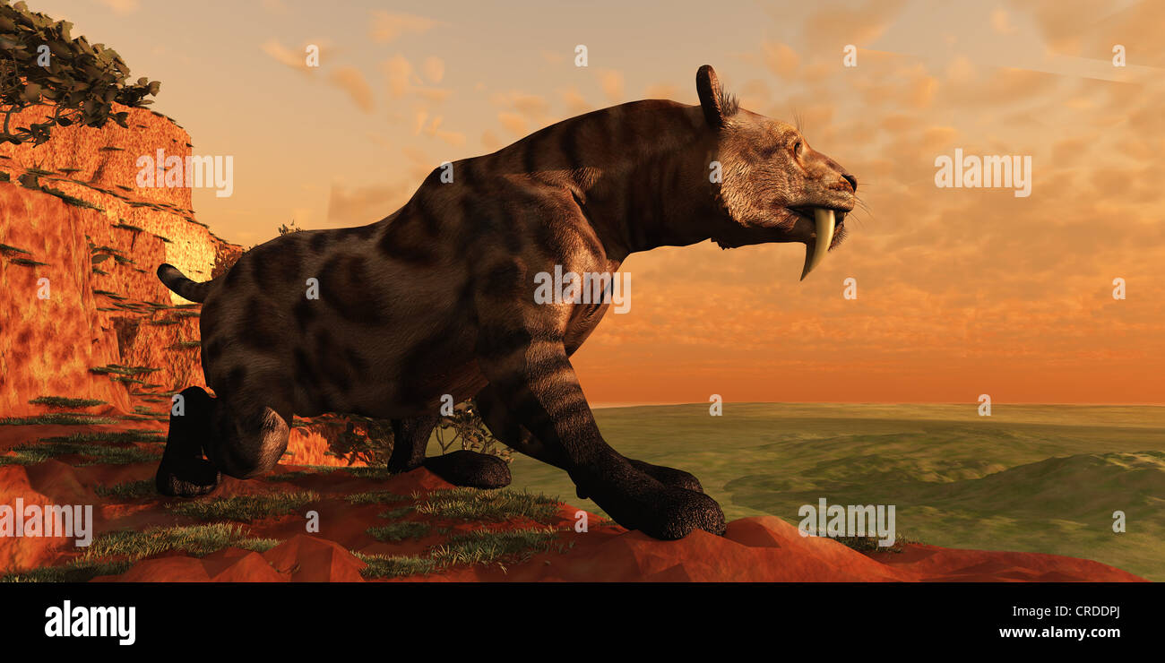 Ein Smilodon Katze aus prähistorischer Zeit ist auf der Suche nach seinem nächsten Opfer. Stockfoto