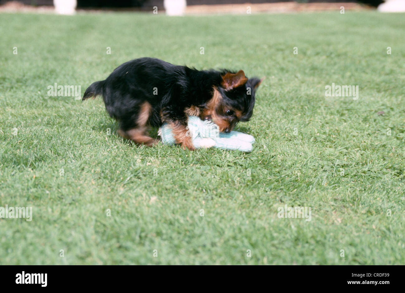 SÜßE YORKSHIRE TERRIER WELPEN SPIELEN IM HOF / IRLAND Stockfoto