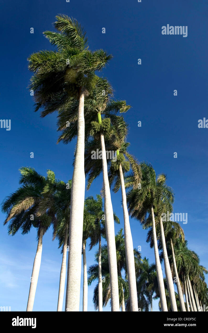 Königspalme (Roystonea Regia), Palm-Baum-Allee in der Nähe von Cardenas, Kuba, Karibik Stockfoto