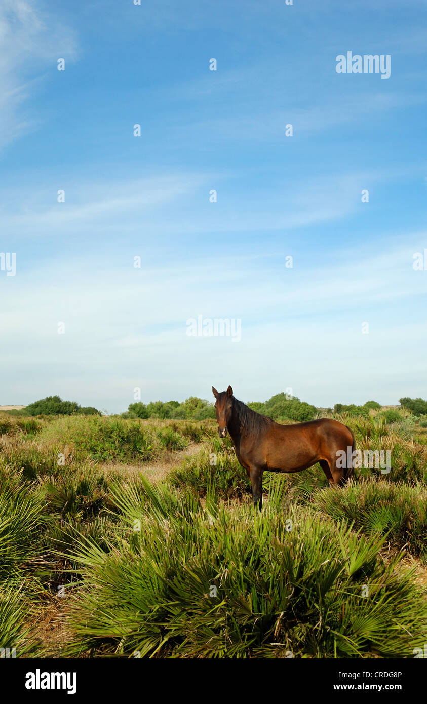 inländische Pferd (Equus Przewalskii F. Caballus), braune Stute in andalusischen Landschaft, Spanien, Andalusien Stockfoto