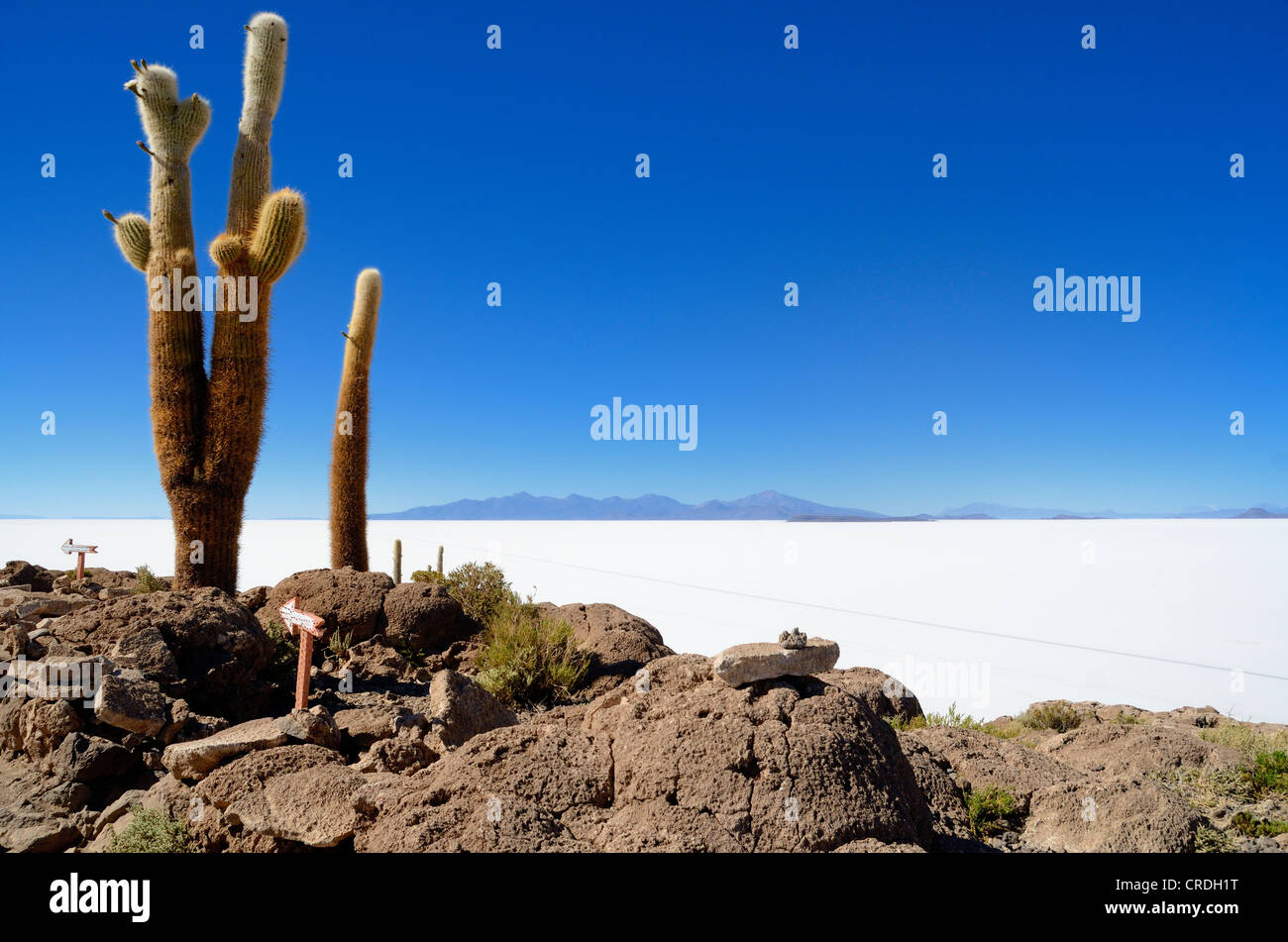 Säulenartige Kaktus (Echinopsis Atacamensis) vor einem Salzsee Uyuni, Bolivien, Südamerika Stockfoto
