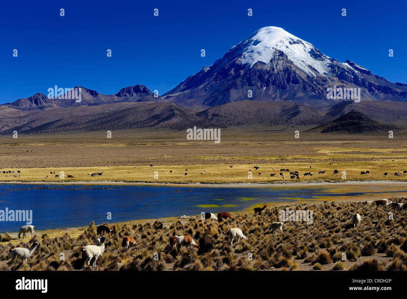 Sajama Berg, höchsten Berg Boliviens, mit einer Lagune und Lamas (Lama SP.), Sajama, La Paz, Bolivien, Südamerika Stockfoto