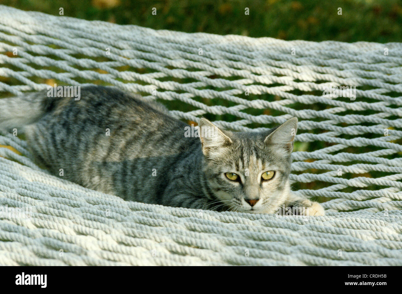 SCHEUNE-KÄTZCHEN-GRAU UND WEIß BARRINGTON, ILLINOIS Stockfoto