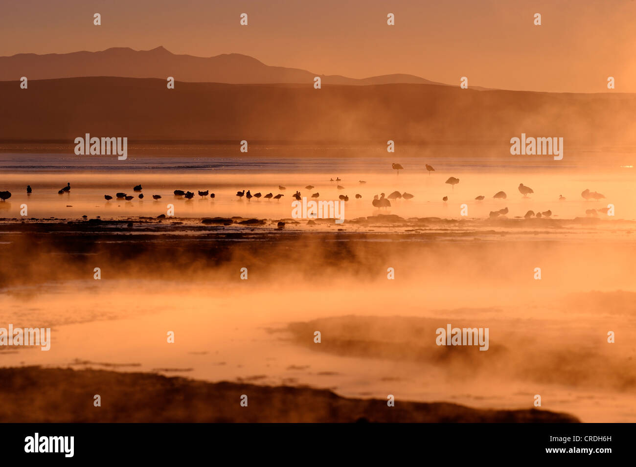 Heiße Quellen mit Flamingos (Phoenicopteriformes, Phoenicopteridae) in den dampfenden Wasser, Uyuni, Bolivien, Südamerika Stockfoto