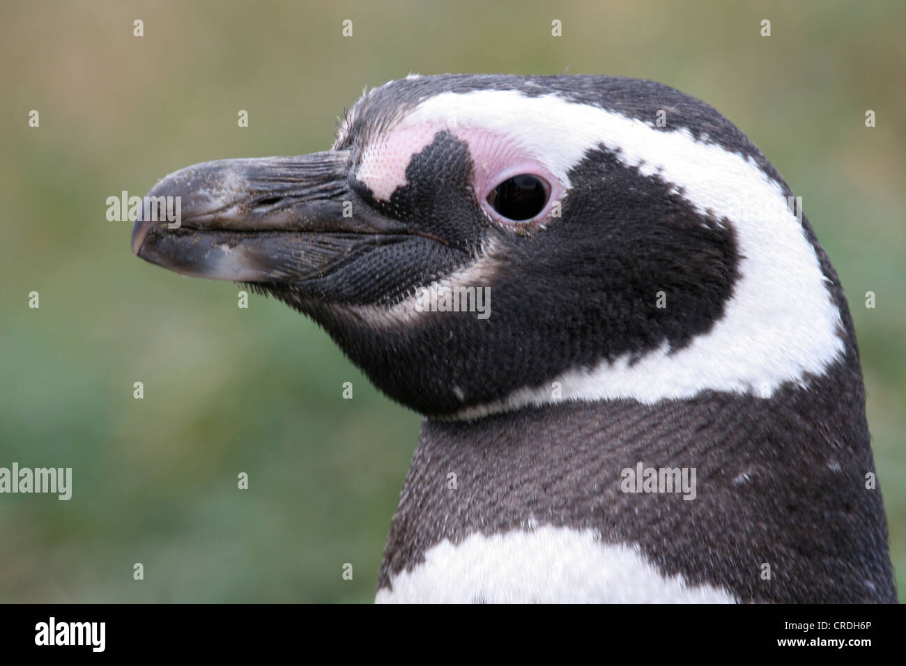 Nahaufnahme von einem Magellan Pinguin Kopf/Gesicht Stockfoto