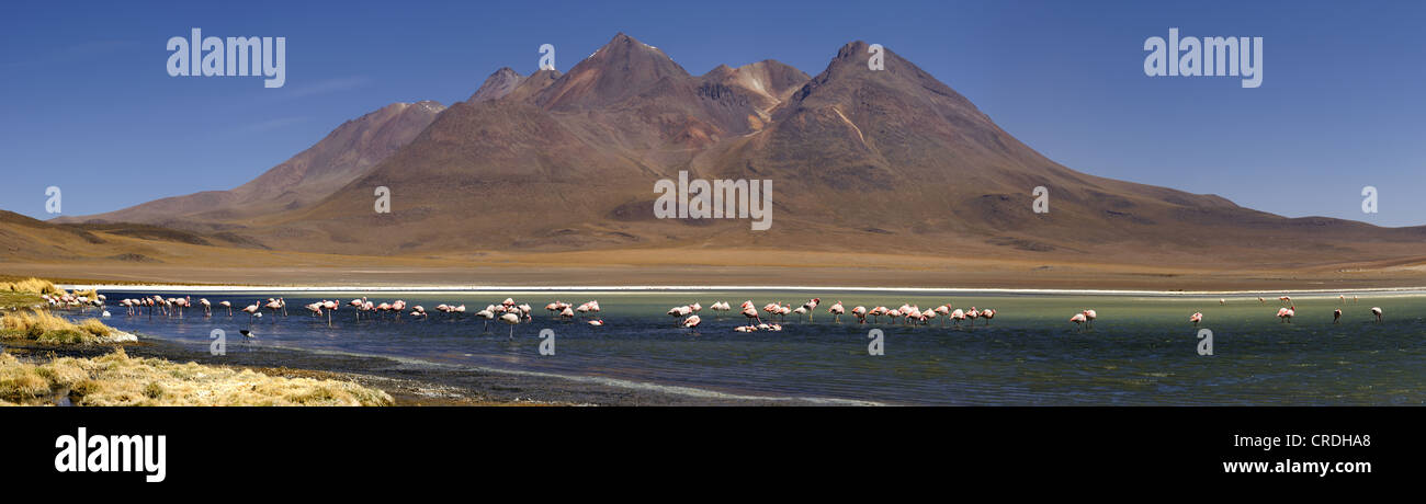 Flamingos (Phoenicopteriformes, Phoenicopteridae) in einer blauen Lagune vor Vulkanberge, Uyuni, Bolivien, Südamerika Stockfoto