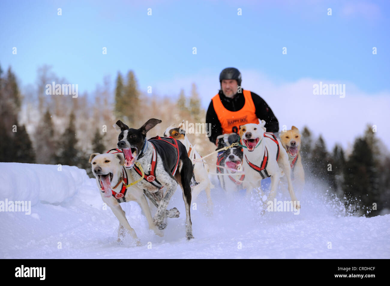 Schlittenhunde-Team auf Schnee, Unterjoch, Allgäu, Bayern, Deutschland, Europa Stockfoto