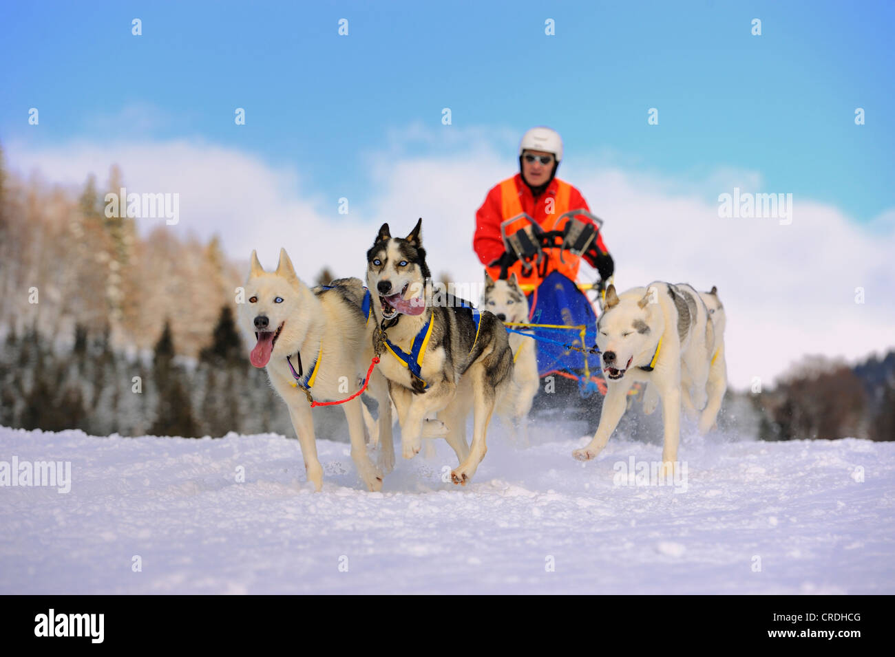 Schlittenhunde-Team auf Schnee, Unterjoch, Allgäu, Bayern, Deutschland, Europa Stockfoto