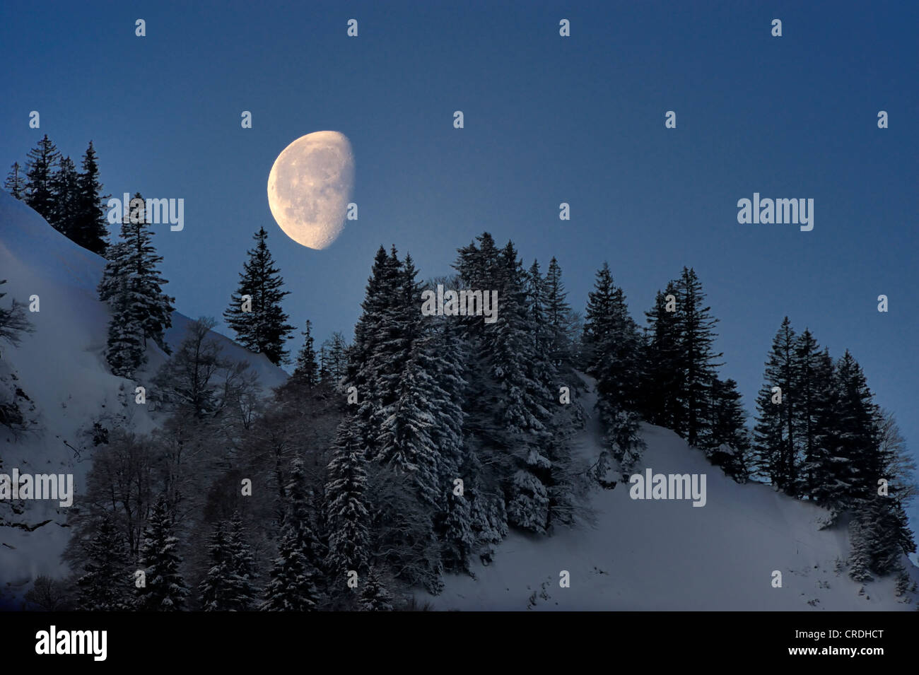 Mond über einen verschneiten Bergwald, Unterjoch, Allgäu, Bayern, Deutschland, Europa Stockfoto