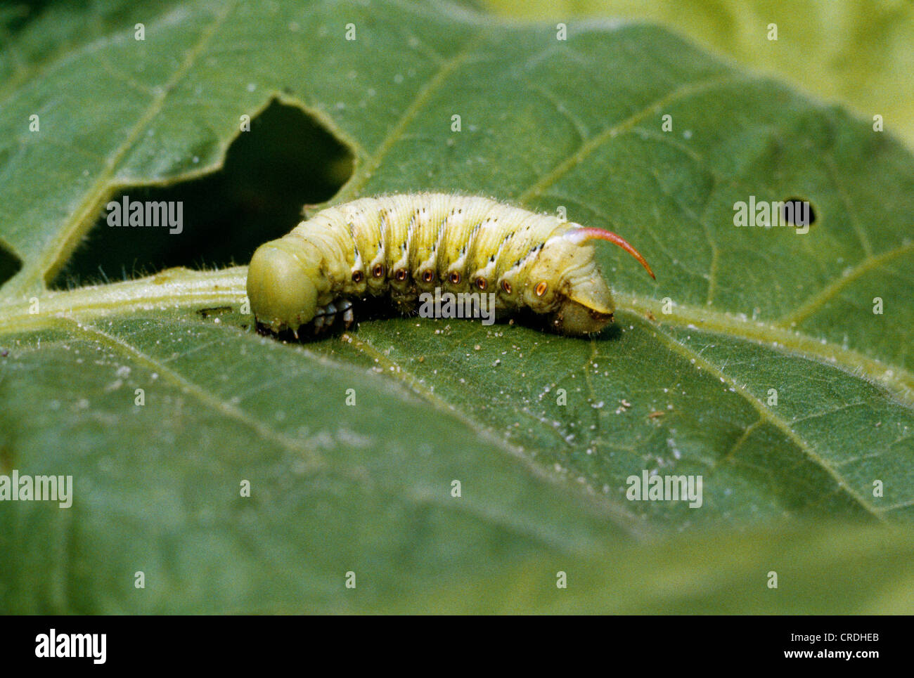 HORNWORM TABAK, TABAK "FLIEGEN", CAROLINA SPHINX MOTTE ODER SÜDLICHEN SPHINX MOTH (MANDUCA SEXTA) LARVEN ESSEN TABAKPFLANZE Stockfoto