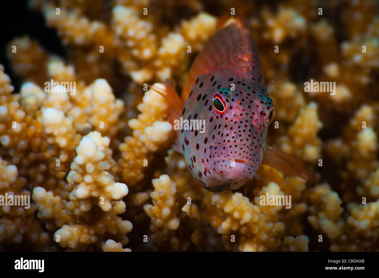 Forsters Hawkfish, Blackside Hawkfish, Paracirrhites Forsteri, Hawkfishes (Cirrhitidae), Perchlike Fisch (Barsch) Stockfoto