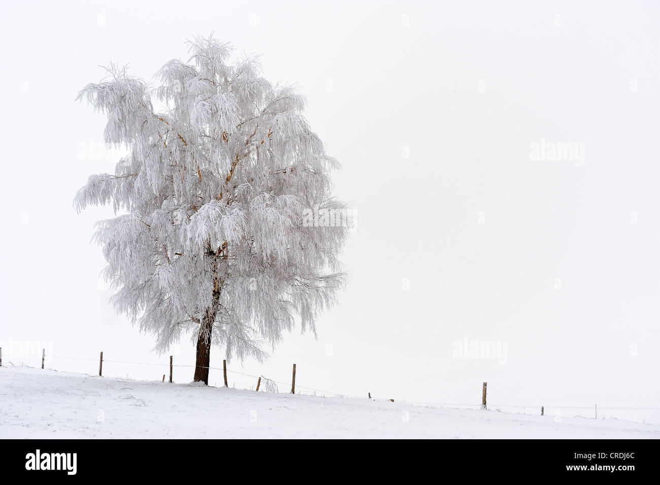 Schnee-bedeckten Baum im Nebel, Mindelheim, Unterallgaeu, Bayern, Deutschland, Europa Stockfoto