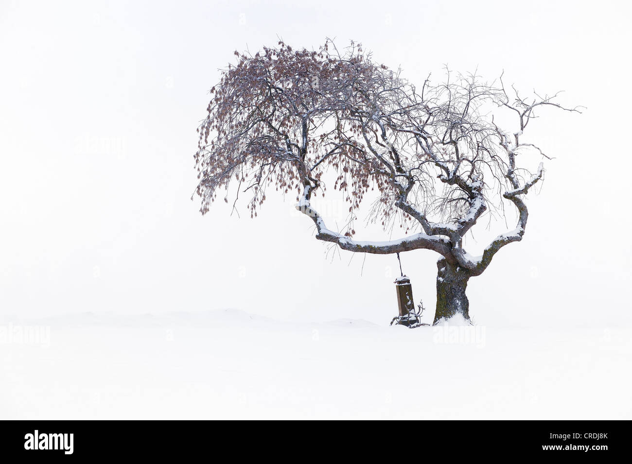 Alter Baum mit Strecke überqueren im Winter, Mindelheim, Unterallgaeu, Bayern, Deutschland, Europa Stockfoto