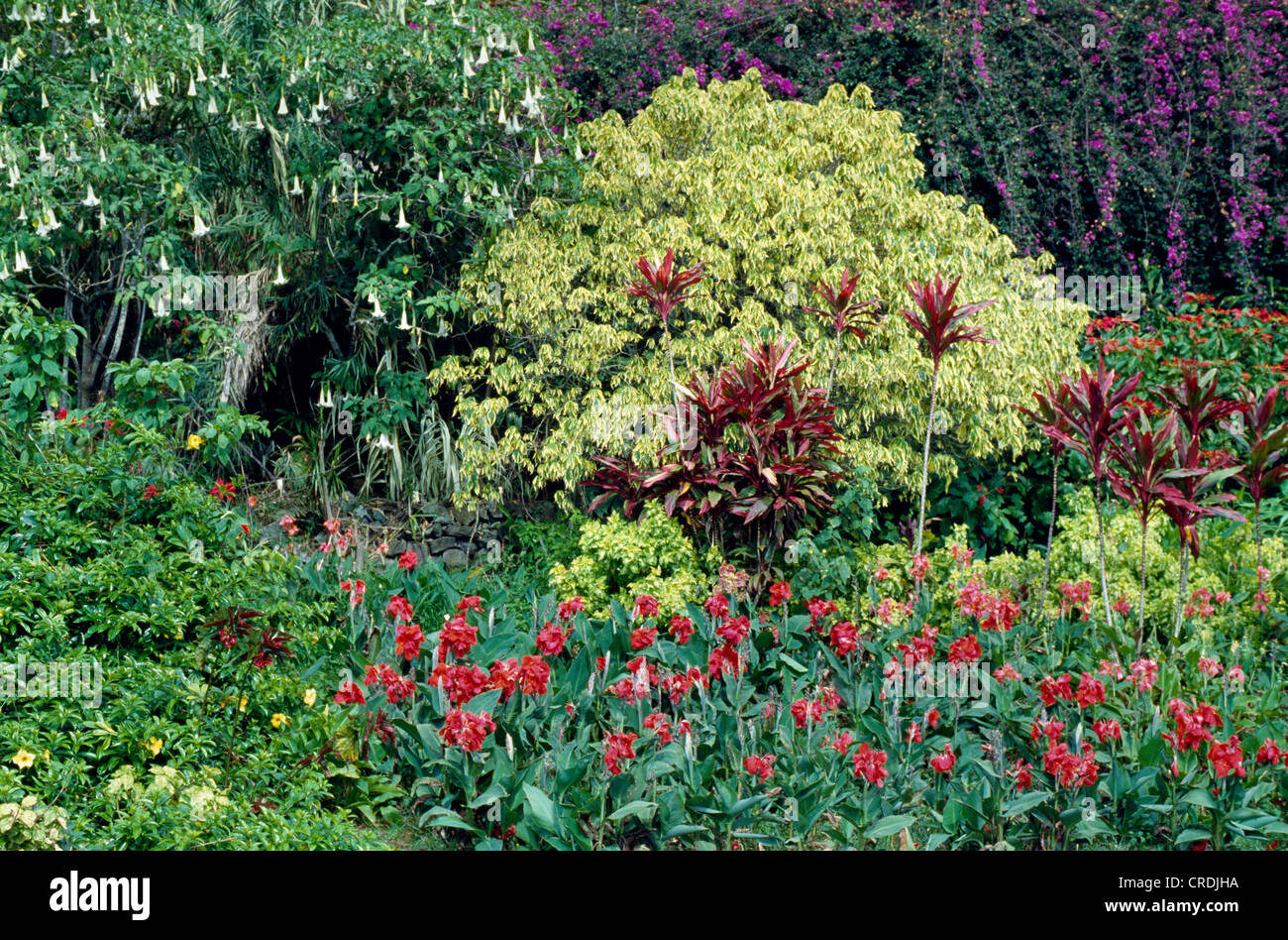 DER TROPISCHE GARTEN MIT DATURA, BOUGAINVILLEA, KROTON UND CANNA