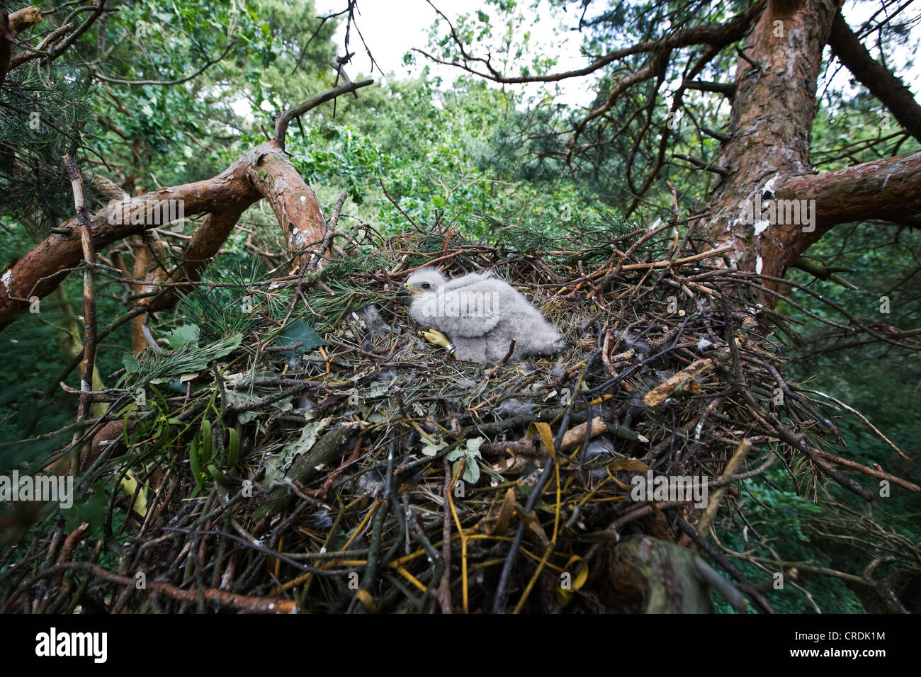 Drei Wochen alten beringte Mäusebussard (Buteo Buteo) in einem Nest etwa 14 Meter hoch, Berlin, Deutschland, Europa Stockfoto