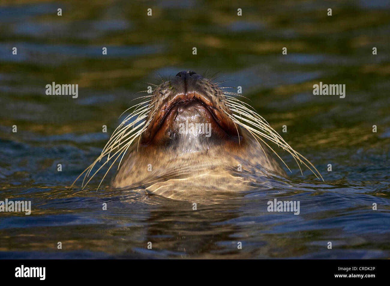 Harbor Seal, Seehunde (Phoca Vitulina), schwimmen auf der "Rückseite, Portrait Stockfoto