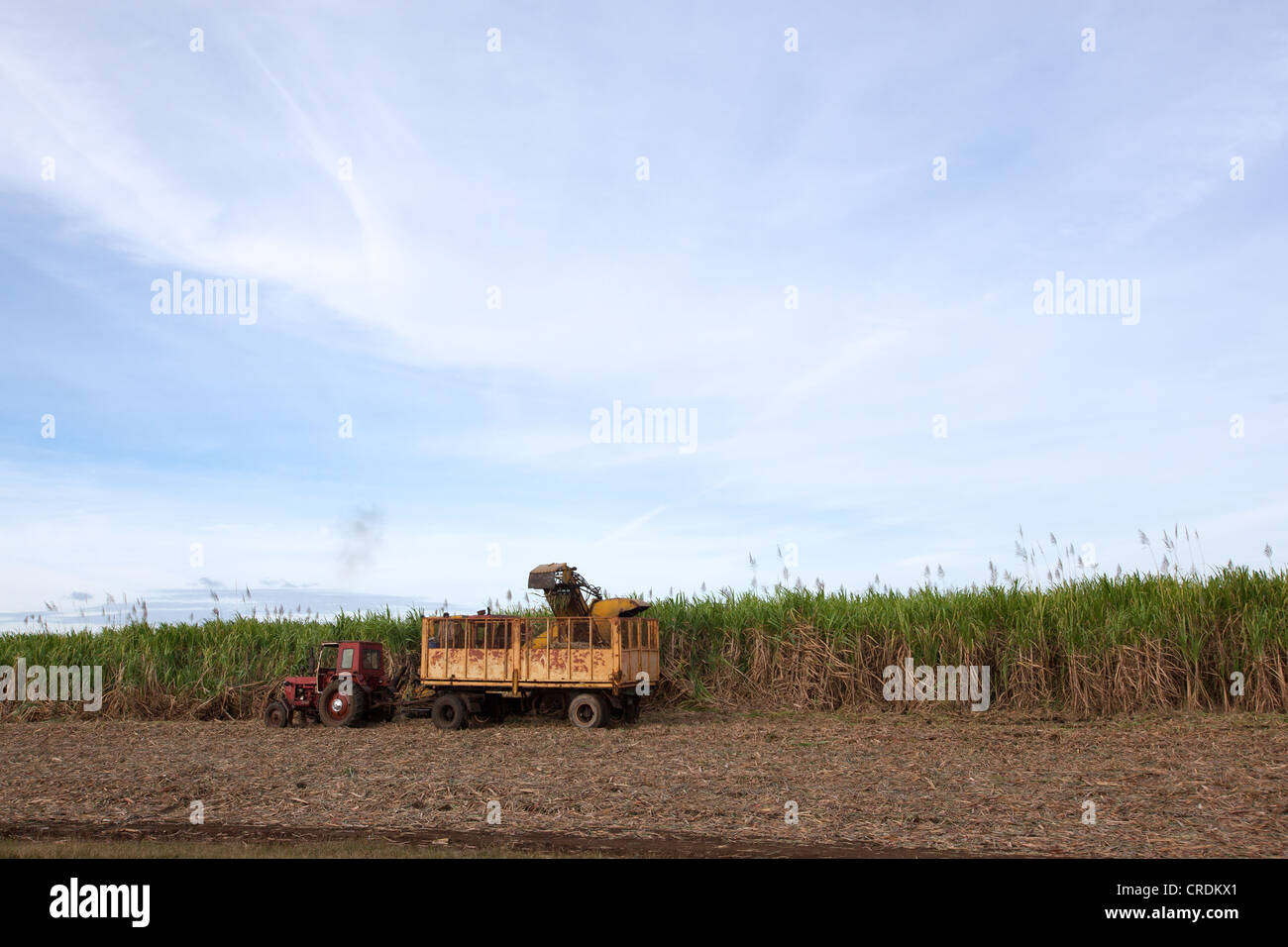 Zuckerrohrfeld in Kuba. Stockfoto