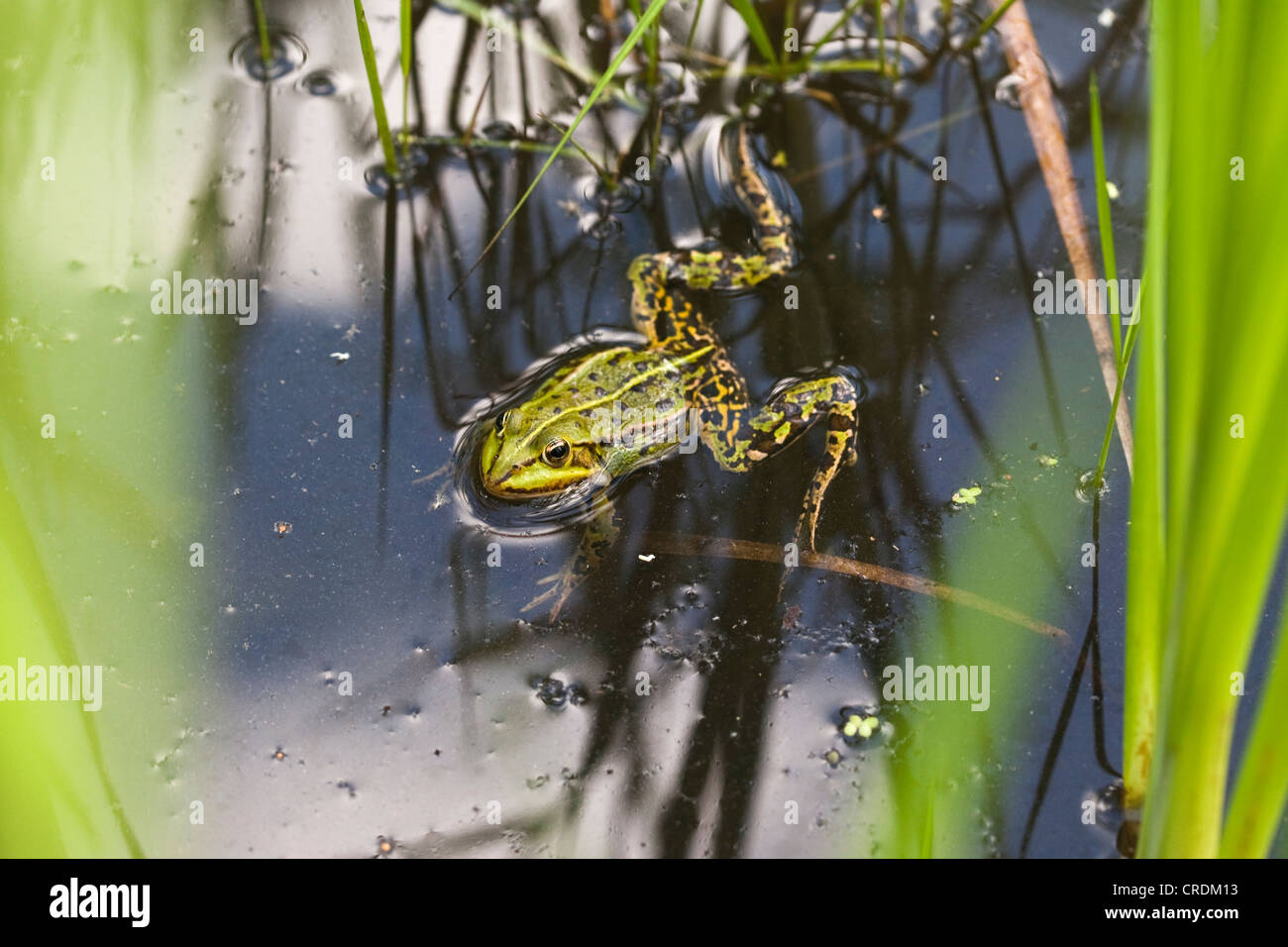 Essbare Frosch (außer kl. Esculentus), Finowfurt, Brandenburg, Deutschland, Europa Stockfoto