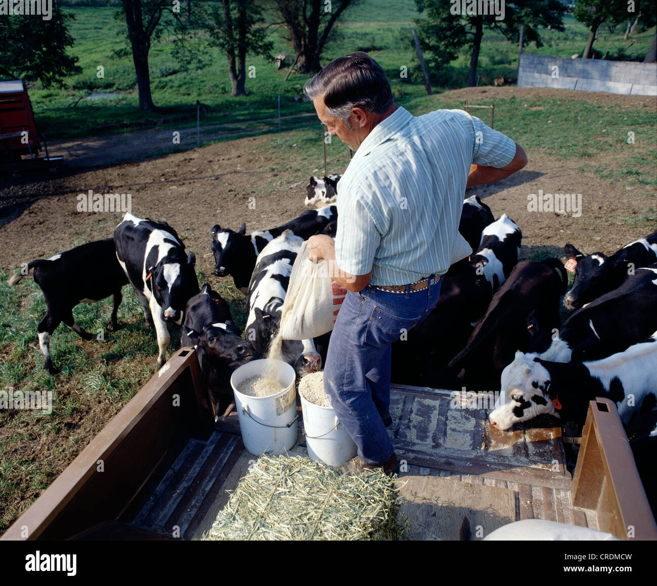 FÜTTERUNG FÄRSEN COB CHOP / PENNSYLVANIA Stockfoto
