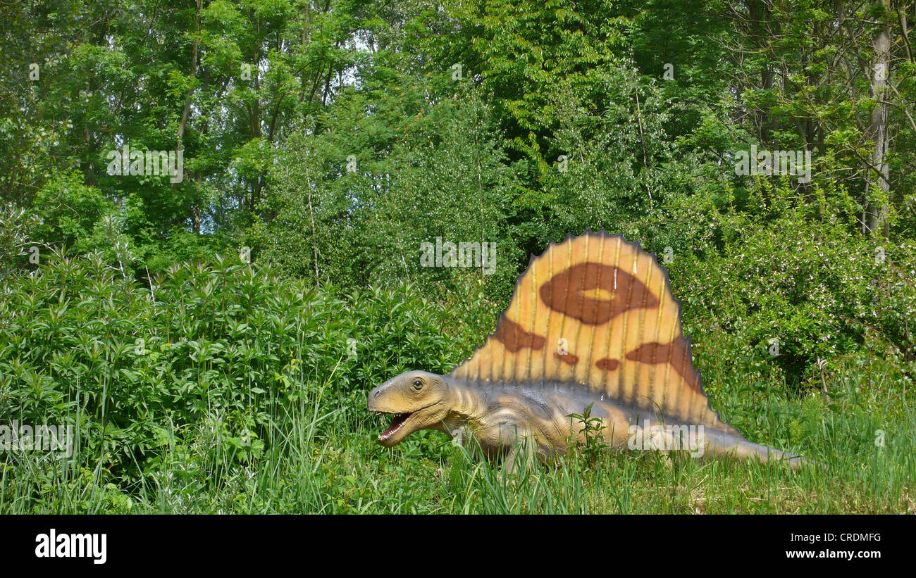 Dimetrodon (Dimetrodon), Säugetier wie Reptil Stockfoto