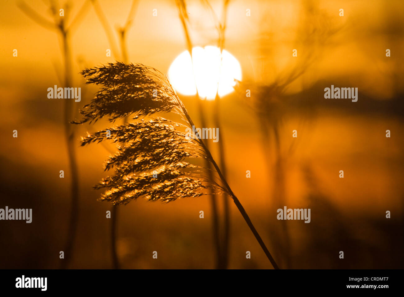 Schilf am Sonnenuntergang, Insel Poel, Mecklenburg-Western Pomerania, Deutschland, Europa Stockfoto